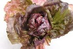 Radicchio (Cichorium intybus
var. foliosum) mit
Blattflecken
vor allem an
den älteren Blättern durch
Alternaria-Arten