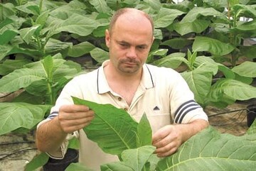 Hardy Sautter bei der Produktion von Schlupfwespen (Encarsia formosa)
in Tabakbestnden. Encarsia ist besonders bei Tomaten und Gurken unter
Glas ein Standard-Ntzling gegen Weie Fliege.