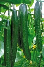 Fruchtbehang bei Schlangengurken