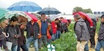 Beat Bachmann, mit orange farbener Regenjacke gegen Regen
geschützt,
stellte neue Zucchetti-Sorten vor.