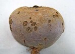 Schorf in Form von runden, eingesunkenen, rissigen und verkorkten
Schadstellen, so groß wie ein Geldstück, durch Streptomyces
scabies am Rübenkörper von Rote Bete zur Erntezeit
