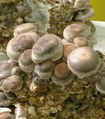 Shiitake Pilze auf Substratblöcken
kurz vor der Ernte