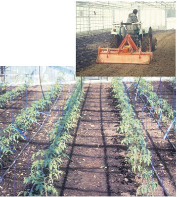 Bodenvorbereitung und Einarbeiten von Stallmist durch Frsen (oben). Junger Tomatenbestand
im Doppelreihenanbau mit Tropfbewsserung, eintriebig an Schnren aufgeleitet.