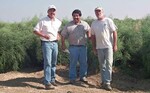 Mario Morales, Sales Manager, der Spargelbauer George Delgado und
Prof. Dan Drost (v.l.n.r.) am Feldrand nach Bewertung des Spargelaufwuchses
in Peru