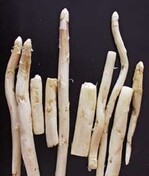 Starker Drahtwurmfraß macht die
Stangen unverkäuflich.