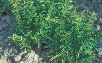 Die Pflanzdichte bei Oregano fr die Gewinnung des therischen ls
Carvacrol lag im Versuch bei 60.000 Pflanzen/ha bei 50 cm Reihen- und
30 cm Pflanzenabstand in der Reihe.