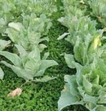 Eine Weißklee-Untersaat in
Spitzkohl als Erosionssionsschutzmaßnahme
kann
Probleme bereiten.