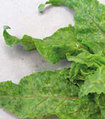 Jüngere Blätter mit gewölbtemBlattrand
und blasig aufgeworfener
Blattspreite, mosaikartigen
helldunkelgrünen
oder
rötlichgrünen Scheckungen.