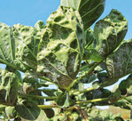 1 Extrem befallene Rosenkohlpflanze im Herbst.