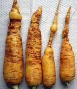 Ringe und Wülste an Möhren,
verursacht durch Pratylenchus und
Paratylenchus-Befall