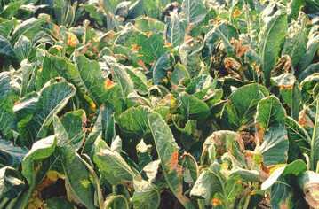 1 V-frmige Nekrosen der Adernschwrze
am Blattrand bei Blumenkohl