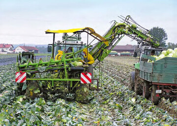 Teilmaschinelle Industriekohl-Ernte; durch
Kohlhernie ausgefallene Sorte neben einer
resistenten Sorte (kleines Bild oben); Wurzelverdickungen
und Wucherungen durch
Kohlhernie (rechts)