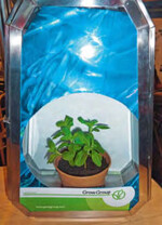 Stevia rebaudiana wurde bei
der Grow Group besonders
beleuchtet in Szene gesetzt.