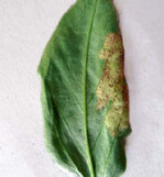 Falscher Mehltau (Peronospora
viciae f.sp. fabae) auf der Blattunterseite