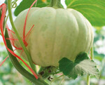 1 Eine von vielen möglichen Fruchtformen des Moschuskürbis (Cucurbita
moschata), eine der ersten oft verwendeten Unterlagen für Wassermelone.