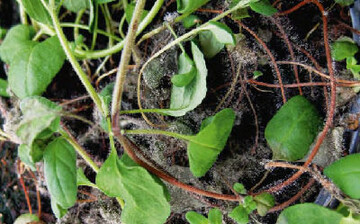 1 Starker Befall mit Botrytis cinerea kann bei Majoran zu erheblichem
Ausfall fhren.