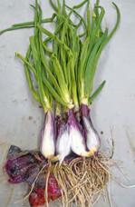 Hexenbesenartiger, verzwergter
Wuchs und deutliche gelb- bis
hell- und dunkelgrüne Streifen
an Zwiebeln durch eine Infektion
mit dem Gelbverzwergungsvirus
der Zwiebel (OYDV)