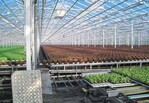 Blick in die Gewächshausanlage des Betriebs Domarco in Sint-
Katelijne-Waver