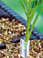 1 Tomatensorte auf die Unterlage veredelt und optimal mit einem Clip
gesichert