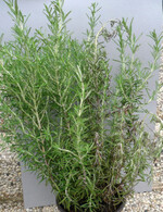 Absterbenden Triebe an einer Rosmarinpflanze
durch Phytophthora nicotianae