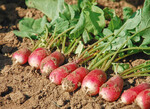 Diese neuen „French Breakfast“-Radies
eignen sich für den Anbau von Frühjahr
bis zum Herbst.