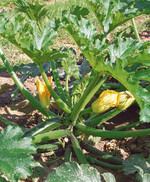 Mit ihrem offenen Wuchs erleichtert
Zucchini ‘Eva’ die Ernte und minimiert
Verletzungen an der Fruchtschale.