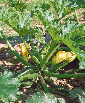 Mit ihrem offenen Wuchs erleichtert
Zucchini Eva die Ernte und minimiert
Verletzungen an der Fruchtschale.