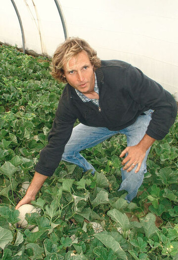 Hugo Malarte in einem seiner Melonenhuser.
Die Ernte der reifen Frchte ist
arbeitsaufwendig.