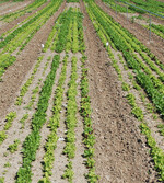 Die Entwicklung neuer Herbizidstrategien
ist ein wichtiges Anliegen der
Schweizer Produktion an die Forschung.