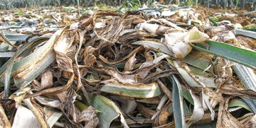 Die Sporen von Phytophthora porri
(Papierfl ecken) an Lauch berdauern
im Boden und in Pfl anzenresten
mehrere Jahre. Dies ist ein Fall fr
die geordnete Flchenkompostierung
ausschlielich von Lauch-Ernterckstnden
auf Flchen, die in den
nchsten Jahren nicht fr den Anbau
genutzt werden.
