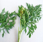 Mit dem Carrot Necrotic Dieback Virus
infizierte Möhren zeigen ein hell-, dunkelgrünes
Mosaik mit dunklen Adern.