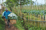 Die meisten Gemüsebauern auf Java
sind Kleinbauern mit meist weniger
als einem Hektar Land. Dieser Bauer
bringt frisch geernteten Kohl auf einen
Lokalmarkt.