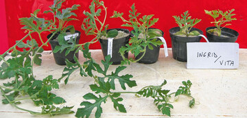Abbildung 1: Wassermelone (Citrullus
lanatus, cv. Ingrid), veredelt auf
Flaschenkrbis (Lagenaria siceraria, cv.
Vita) bei sinkenden NO<sub>3</sub>-Konzentrationen
der Nhrlsung, von links nach
rechts: 280, 140, 90, 35, 7 mg/l.