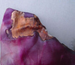 Lokal begrenzte Nekrose an einem inneren
Kohlblatt. Der weiße Belag ist auf
eine sekundäre Besiedlung mit Pilzen
zurückzuführen.