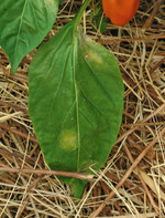 Paprika: auf den Blattoberseiten gelbliche
Flecken als erste Symptome