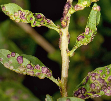 Der neue Schdling, die
Gallmilbe Aceria kuko
verursacht Gallen an Blatt
und Trieb der Goji-Beere
(Lycium barbarum).