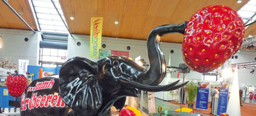 Auffllig zeigt sich der schwarze
Erdbeer-Elefant auf dem Messestand
der Firma Kresken.