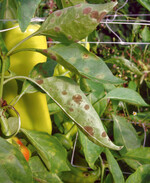 Fortgeschrittener
Befall