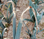 Typisch für Phytophthora
allii an Lauch: Eine graugrüne
Übergangszone
zum gesunden Blattteil