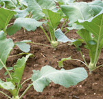 1 Bei engem Standraum von nur
25 x 25 cm und der kurzen Wuchsdauer
auf dem Feld von nur rund
fünf Wochen gehört Kohlrabi wohl zu
einer der intensivsten Gemüsearten.