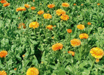 Calendula bietet ein Spektrum
heilender Wirkstoffe von Gerbstoff
ber therisches l, Inulin, Harz und
einem Labenzym.