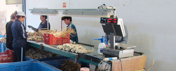 Aufbereitung von
Knoblauch bedeutet
einen hohen Handarbeitsaufwand.