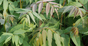 Warum nicht Bume wie Toona sinensis beernten und die 
Triebspitzen und Bltter als besondere Nahrung anbieten?