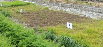 Grserherbizide im Test: Das bei Kohl und
Mhren (noch) nicht zugelassene Focus
Ultra (Variante 3) brachte beste Ergebnisse.