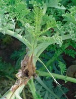 Aufgeplatzter und sekundär von
Bakterien besiedelter Strunk einer
Grünkohlpflanze