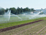 Bewässerung über Kreisregner, typisch
für das Anbaugebiet Knoblauchsland