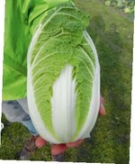 Der schönste Chinakohl von
Bejo heißt ‘Pacifiko’.