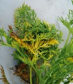 Vergilbungen und Scheckungen an
mit Carrot thin leaf virus infizierten
Möhren