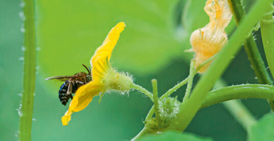 Gurken geh�ren zu den Kulturen, die gerne von Bienen und Co. angeflogen werden.