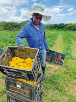 Afrikanische Arbeitskraft erntet frische Patissons.